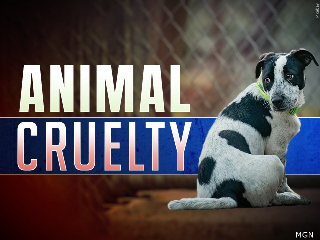 Arrest Warrant Leads to Discovery of Three Dead Dogs in Salisbury